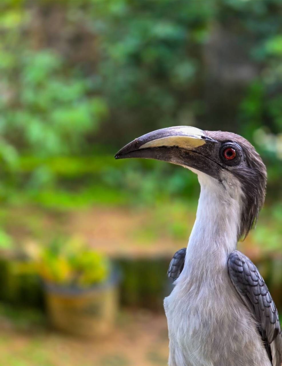 A bird seen during a Sri Lankan wildlife visit