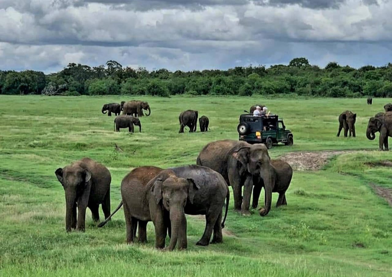 Wild elephants at Minneriya National Park