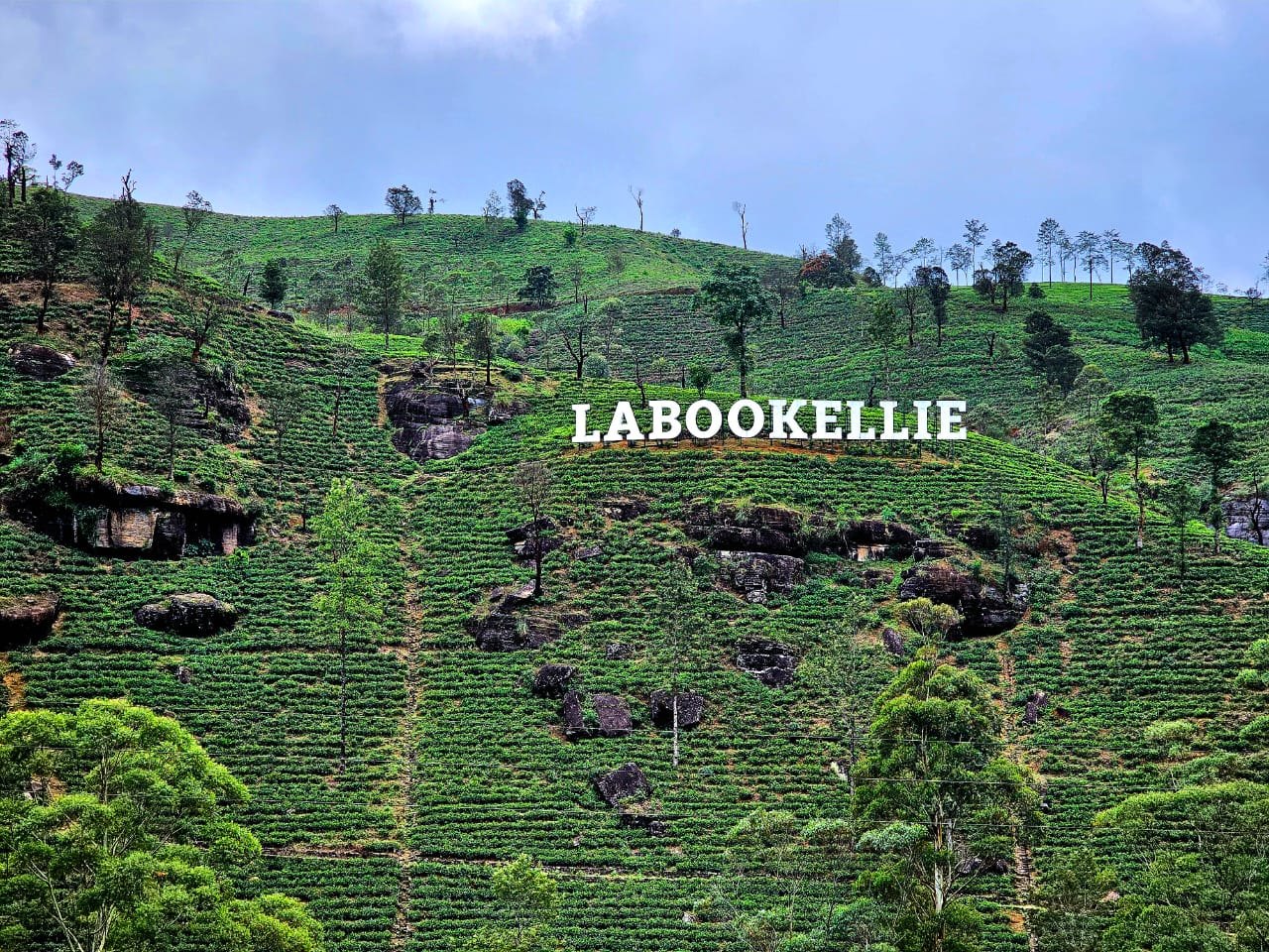 Green mountain landscape near Nuwara Eliya