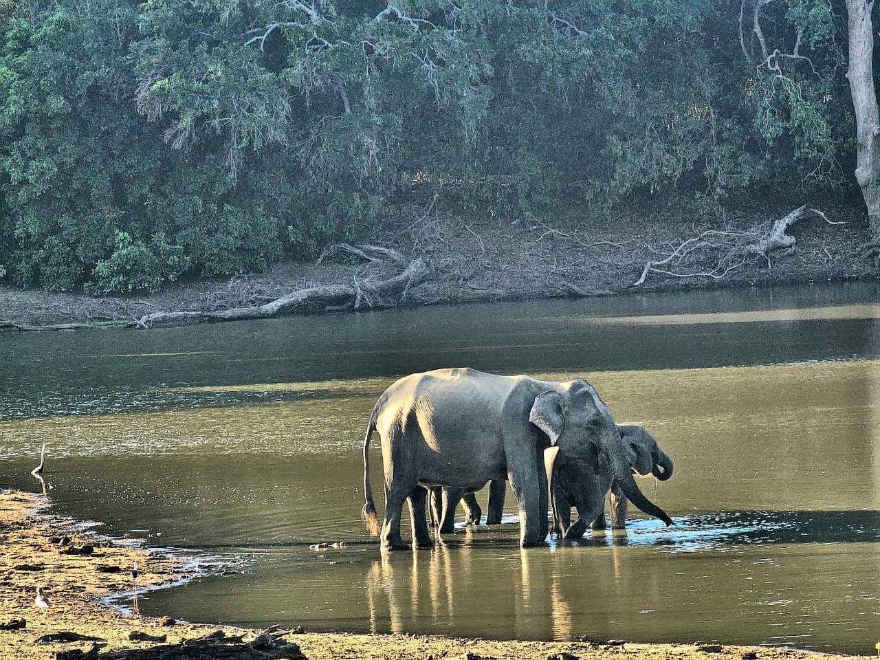 Wild elephants in Yala National Park